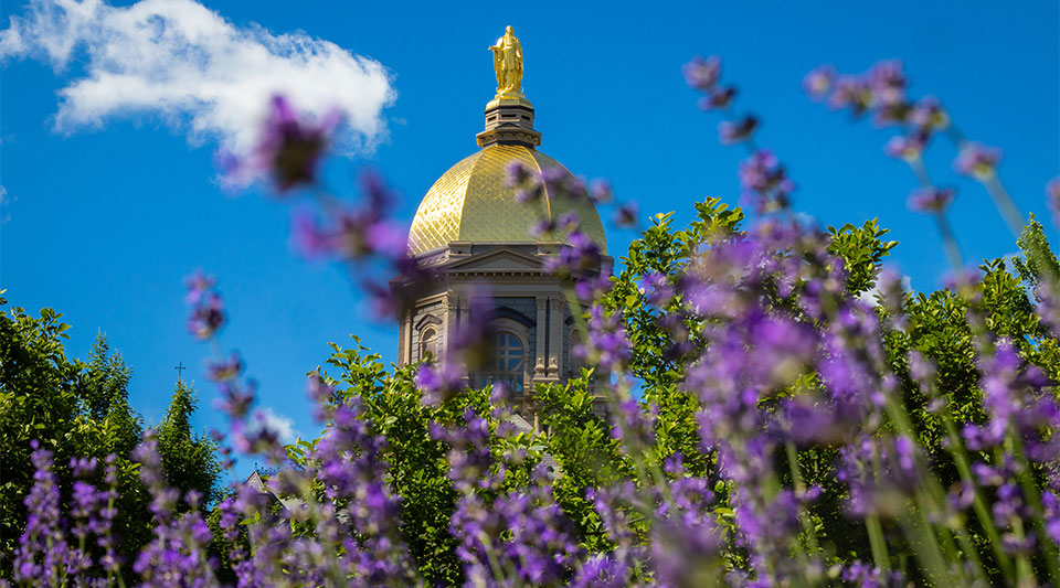 Lavender near The Dome.